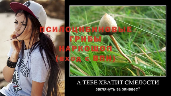 шишки Алзамай